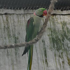 Alexandrine Parakeet (Zoo Lourosa)