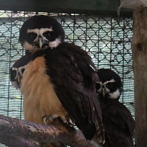 Spectacled Owls (Zoo Lourosa)