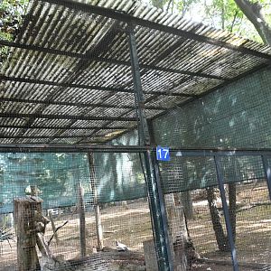 King Vultures Aviary (Zoo Lourosa)