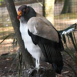 King Vulture (Zoo Lourosa)