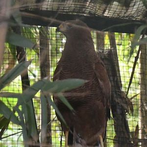 Savanna Hawk (Zoo Lourosa)