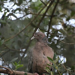 Picazuro Pigeon (Zoo Lourosa)
