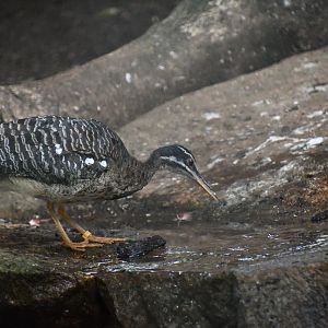 Sun Bittern (Zoo Lourosa)