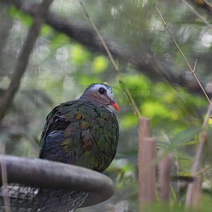 Emerald Dove (Zoo Lourosa)