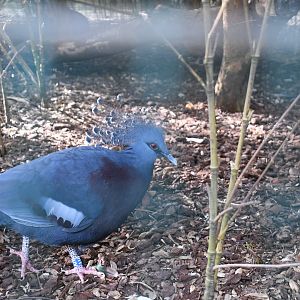 Victoria Crowned Pigeon (Zoo Lourosa)