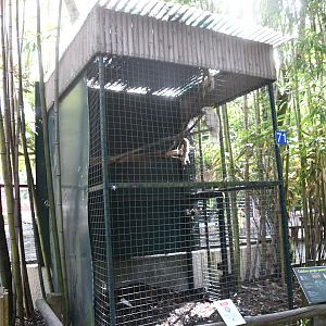 Sulphur-crested Cockatoo Cage (Zoo Lourosa)