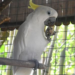 Sulphur-crested Cockatoo (Zoo Lourosa)