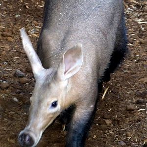 Aardvark; Whipsnade; 26th October 2022