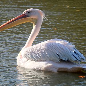 Eastern white pelican; Whipsnade; 26th October 2022