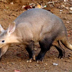 Aardvark; Whipsnade; 26th October 2022