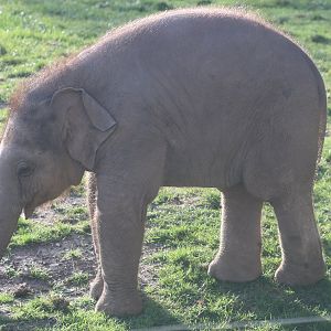 Asiatic elephant calf; Whipsnade; 26th October 2022