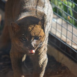 Jaguarundi 16/10/2022