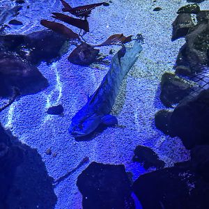 Fourth room - Atlantic wolffish