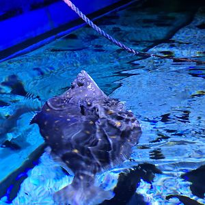 Fourth room - European flounder
