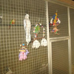 Dyrenes Verden - "Bird hallway" - Mixed parrot aviary #2