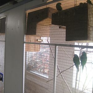 Dyrenes Verden - "Bird hallway" - Swift parrot aviary