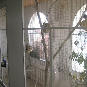Dyrenes Verden - "Bird hallway" - Passerine aviary