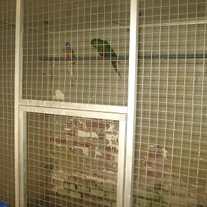 Dyrenes Verden - "Bird hallway" - Hawk-headed parrot aviary
