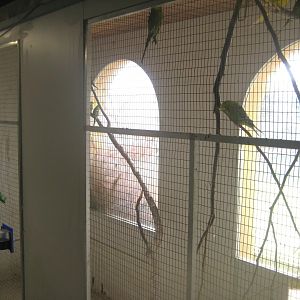 Dyrenes Verden - "Bird hallway" - Budgie aviary