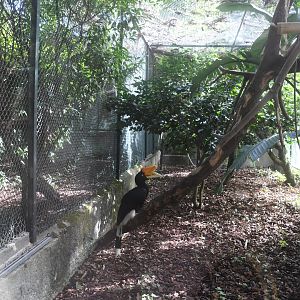 Rhinoceros Hornbill Aviary (Zoo Lourosa)