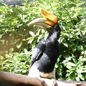 Rhinoceros Hornbill (Zoo Lourosa)