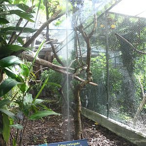 Wrinkled Hornbill Aviary (Zoo Lourosa)