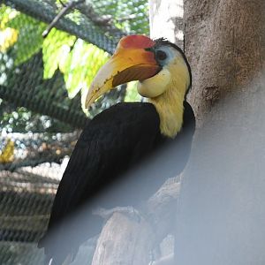 Wrinkled Hornbill (Zoo Lourosa)