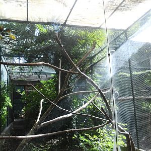 Silvery-cheeked Hornbill Aviary (Zoo Lourosa)