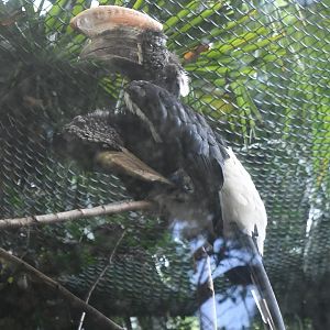 Silvery-cheeked Hornbills (Zoo Lourosa)