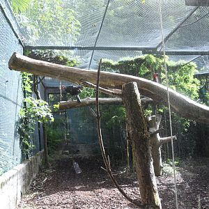Southern Ground Hornbill Aviary (Zoo Lourosa)