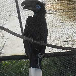 Black-casqued Hornbill (Zoo Lourosa)
