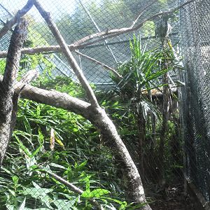 Black-casqued Hornbill Aviary (Zoo Lourosa)