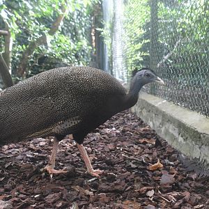 Great Argus (Zoo Lourosa)