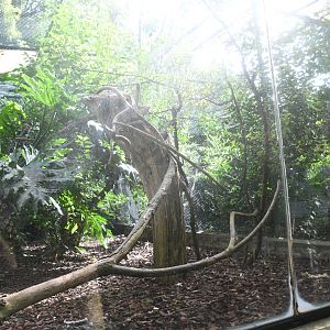 Great Argus Aviary (Zoo Lourosa)