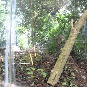 Great Indian Hornbill Aviary (Zoo Lourosa)