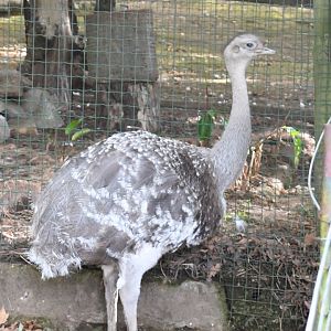 Lesser Rhea (Zoo Lourosa)