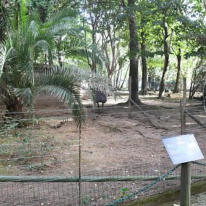 Emus paddock (Zoo Lourosa)