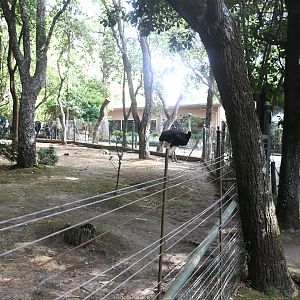 Ostrich paddock (Zoo Lourosa)