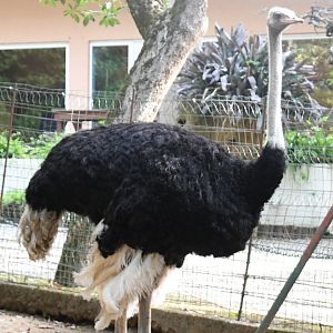 Ostrich (Zoo Lourosa)