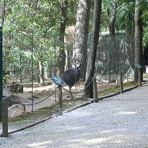 One of Cassowary paddocks (Zoo Lourosa)