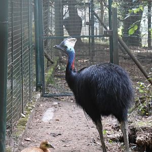 Double-wattled Cassowaries (Zoo Lourosa)