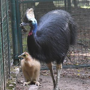 Double-wattled Cassowaries (Zoo Lourosa)