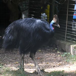 Double-wattled Cassowary (Zoo Lourosa)