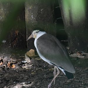 Masked Lapwing (Zoo Lourosa)