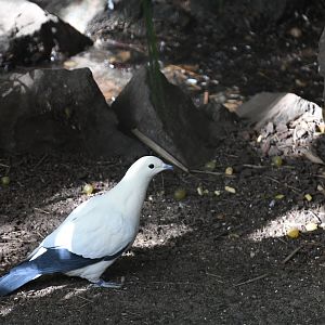 Pied Imperial Pigeon (Zoo Lourosa)