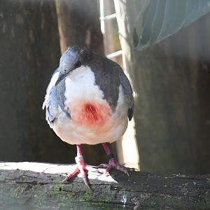 Luzon Bleeding Heart (Zoo Lourosa)