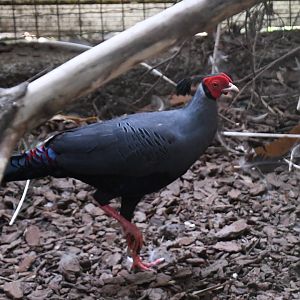 Siamese Fireback (Zoo Lourosa)