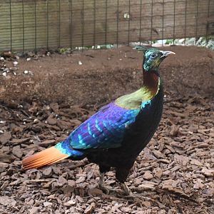 Himalayan Monal (Zoo Lourosa)