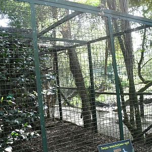 Blue Eared Pheasants Aviary (Zoo Lourosa)