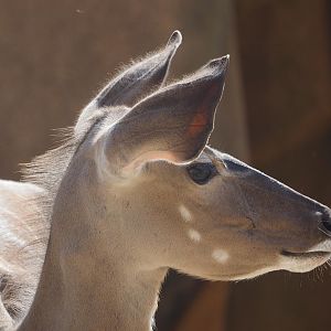 Greater kudu